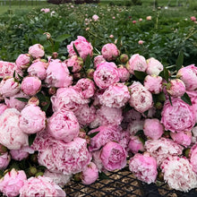 Load image into Gallery viewer, Peony Subscription