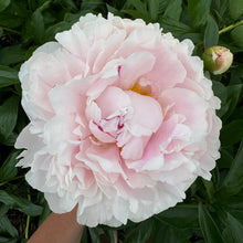 Load image into Gallery viewer, Peony Subscription