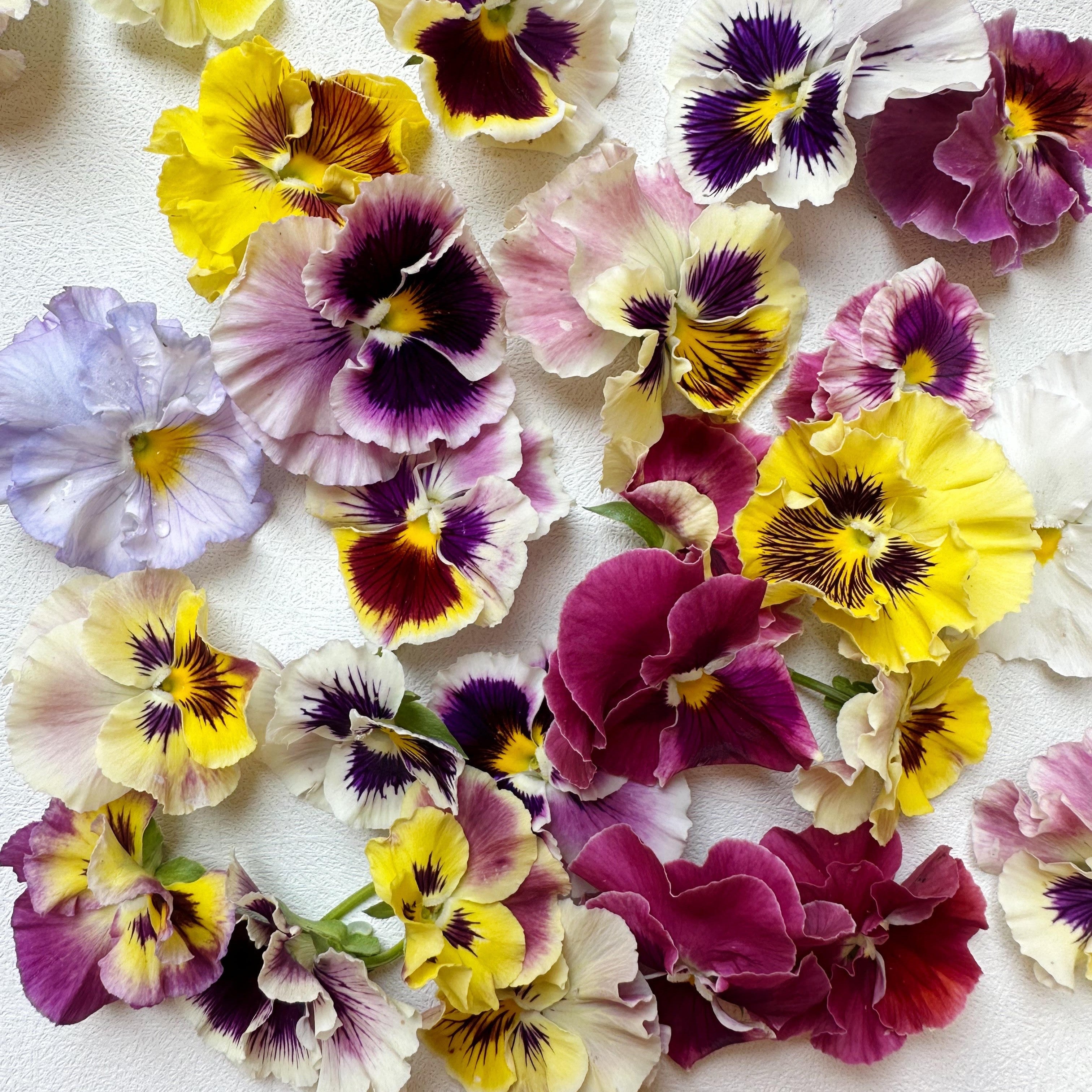 Edible Flowers Pansy 50 Ct 