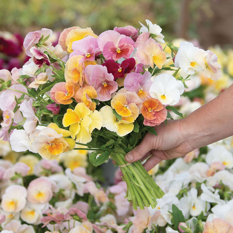 Pansy - 'Imperial Antique Shades'