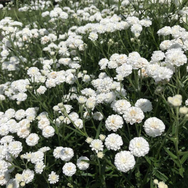 Yarrow - 'Achillea Peter Cottontail'