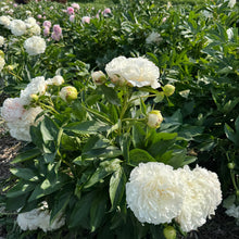 Load image into Gallery viewer, Peony Subscription
