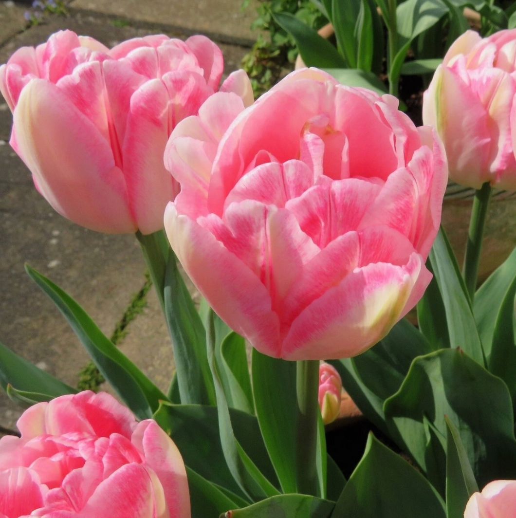 Tulip Foxtrot - Double