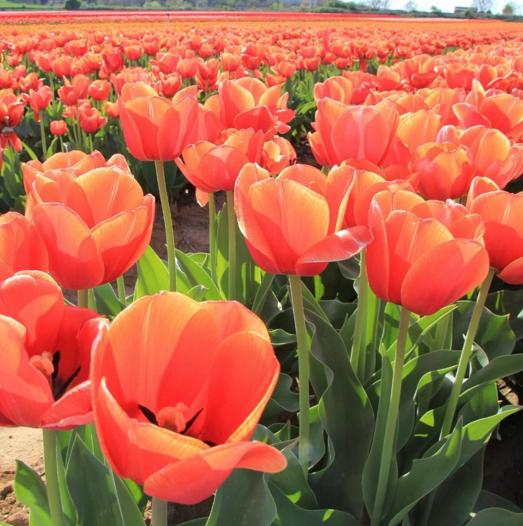 Tulip Orange Juice - Triumph