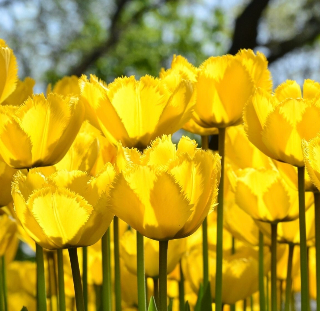 Tulip Crystal Star - Fringed