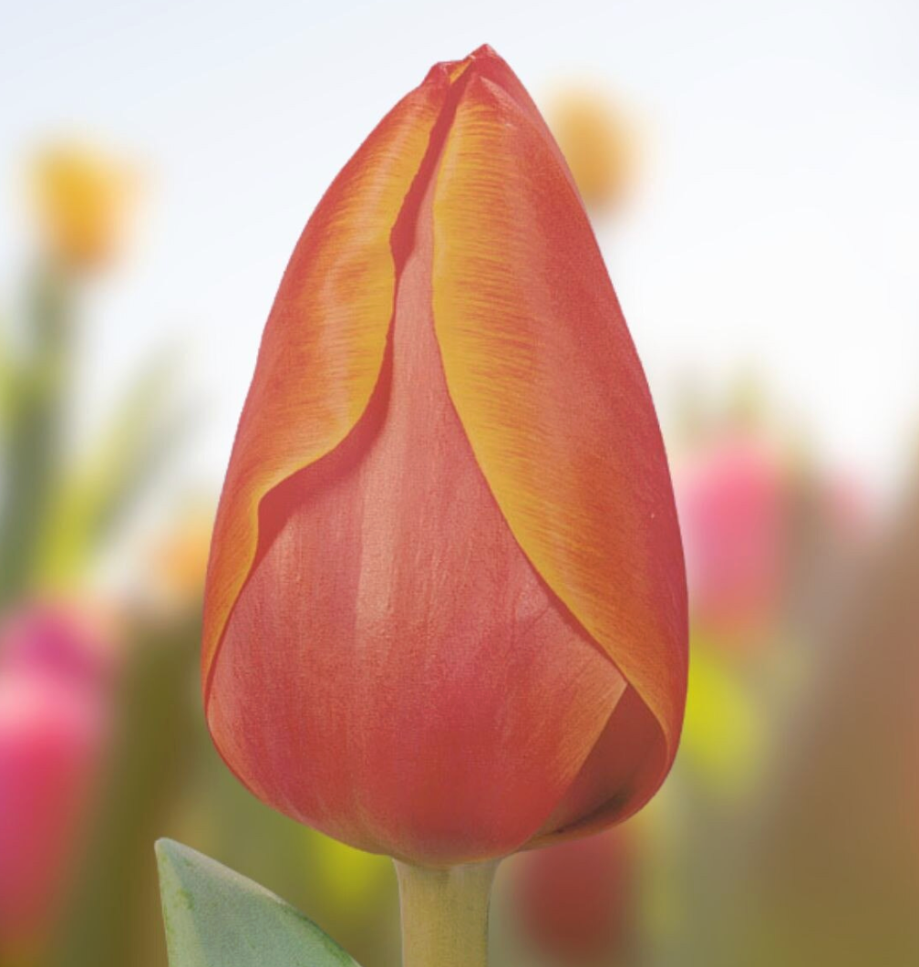 Tulip Salmon Lalibela
