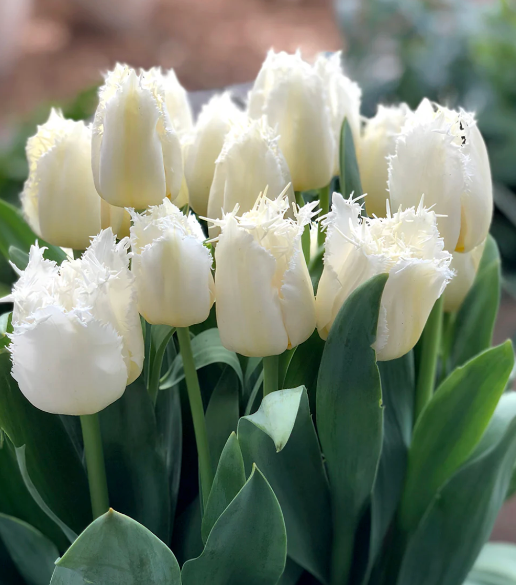 Tulip Daytona - Fringed
