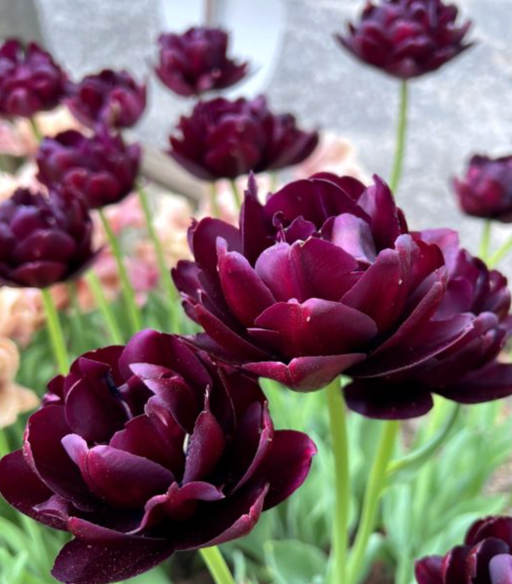 Tulip Black Hero - Double