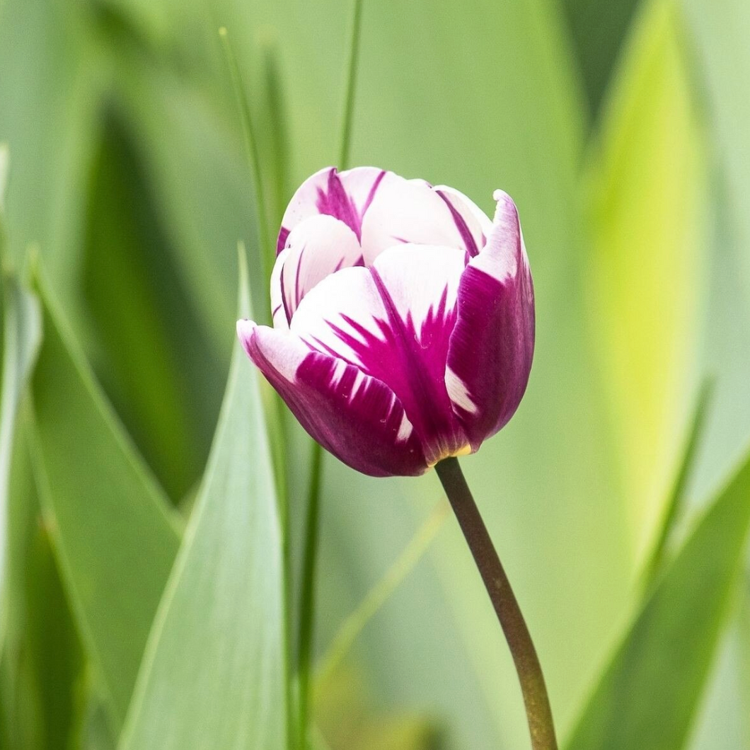 Tulip Blueberry Ripple - Triumph