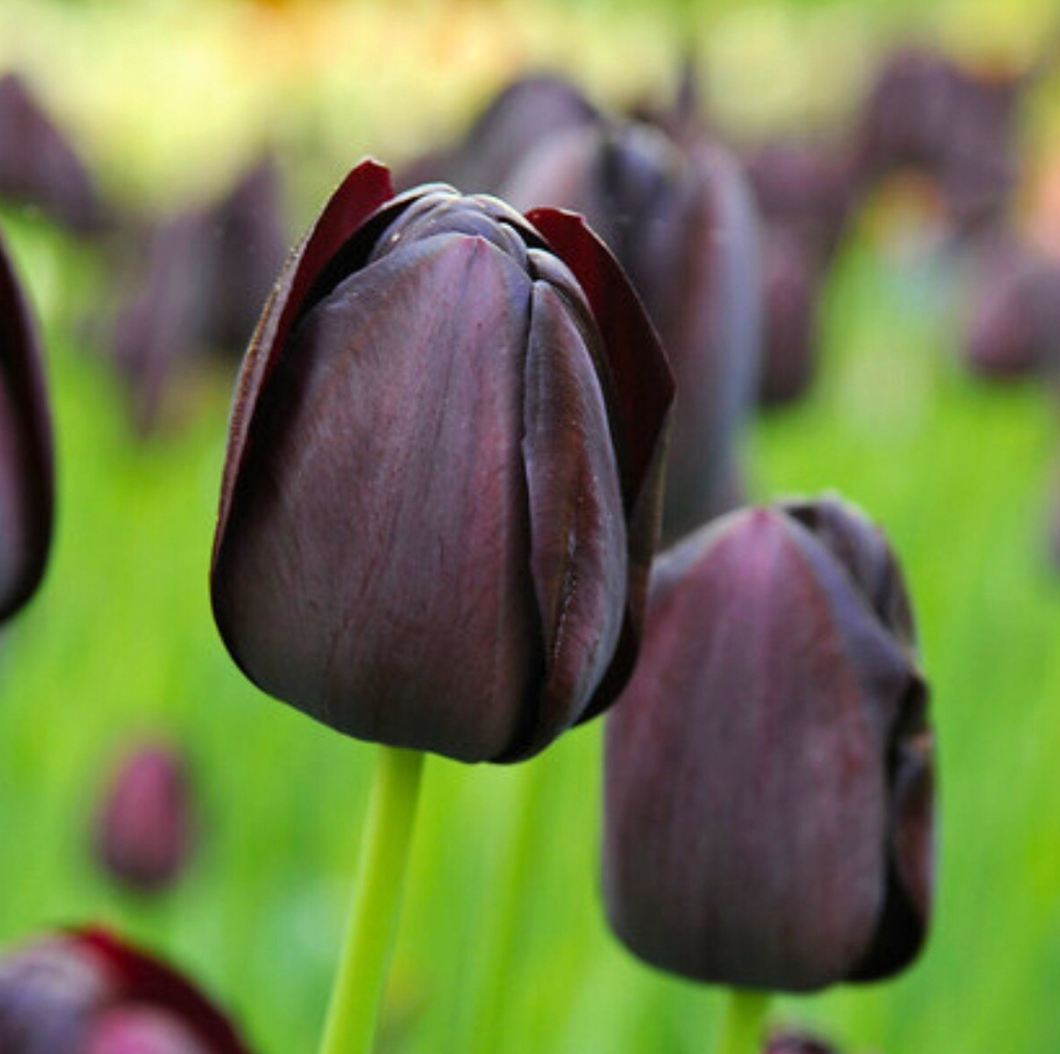 Tulip Queen of Night