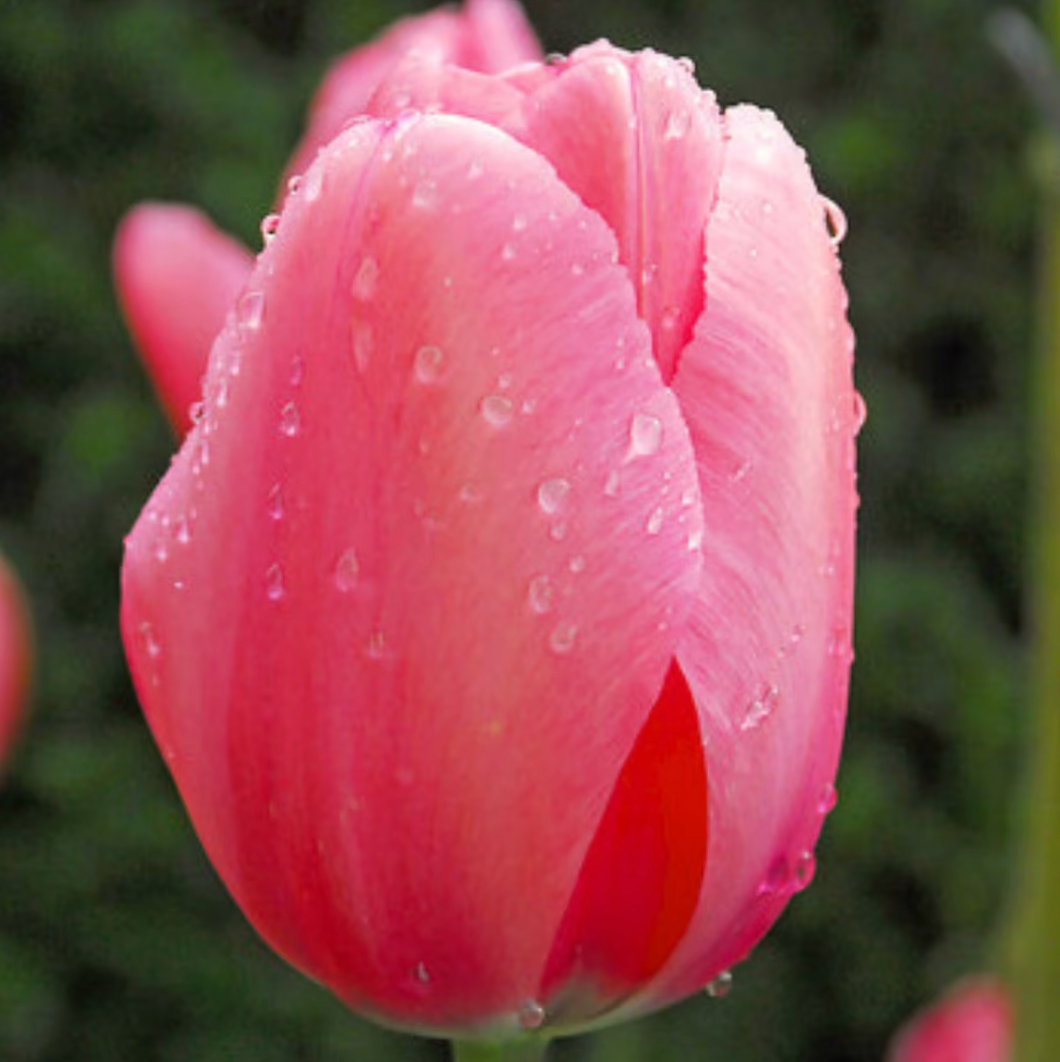 Tulip Pink Impression
