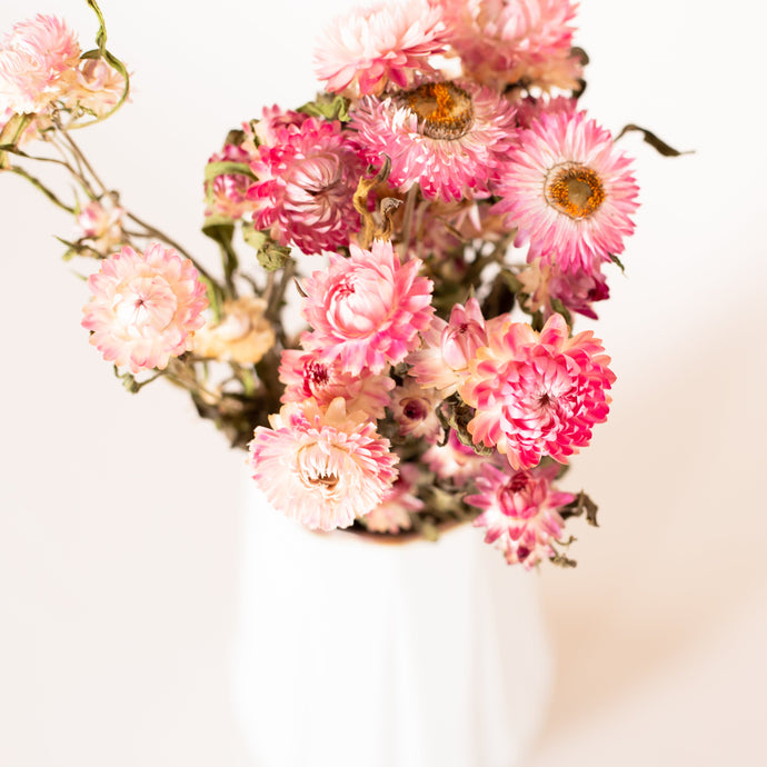 Peachy Pink Dried Strawflowers. Naturally dried florals.
