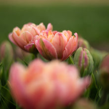 Load image into Gallery viewer, CSA: May Tulips - 4 Bouquet Subscription
