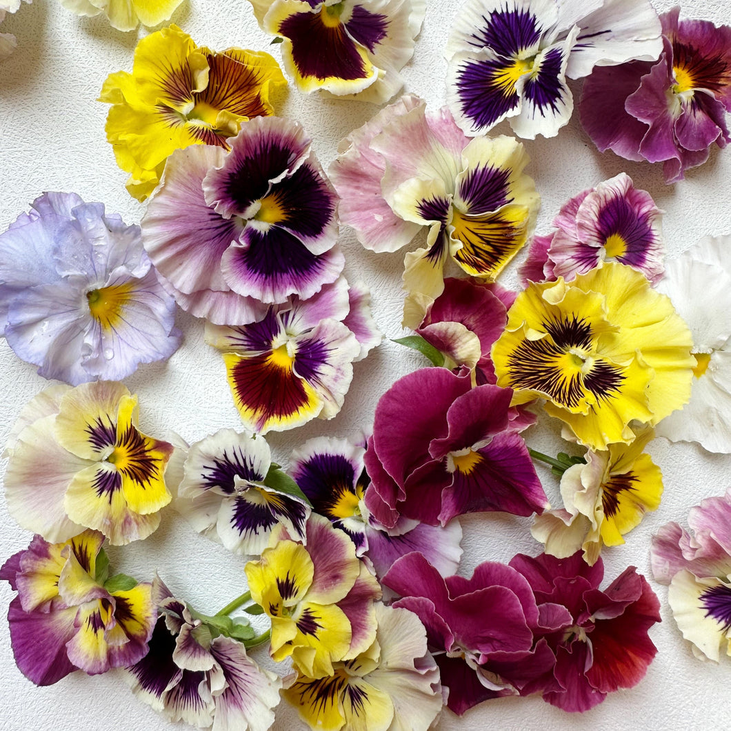Edible Specialty Pansy Blooms