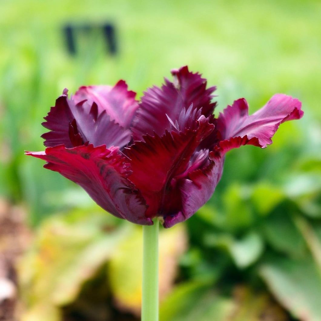 Tulip Parrot Negrita